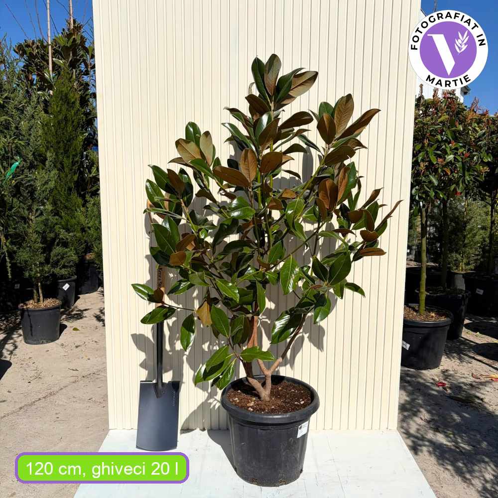 Örökzöld magnólia (Magnolia grandiflora Gallisoniensis), illatos fehér virágok, fényes lomb