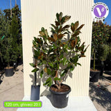 Örökzöld magnólia (Magnolia grandiflora Gallisoniensis), illatos fehér virágok, fényes lomb