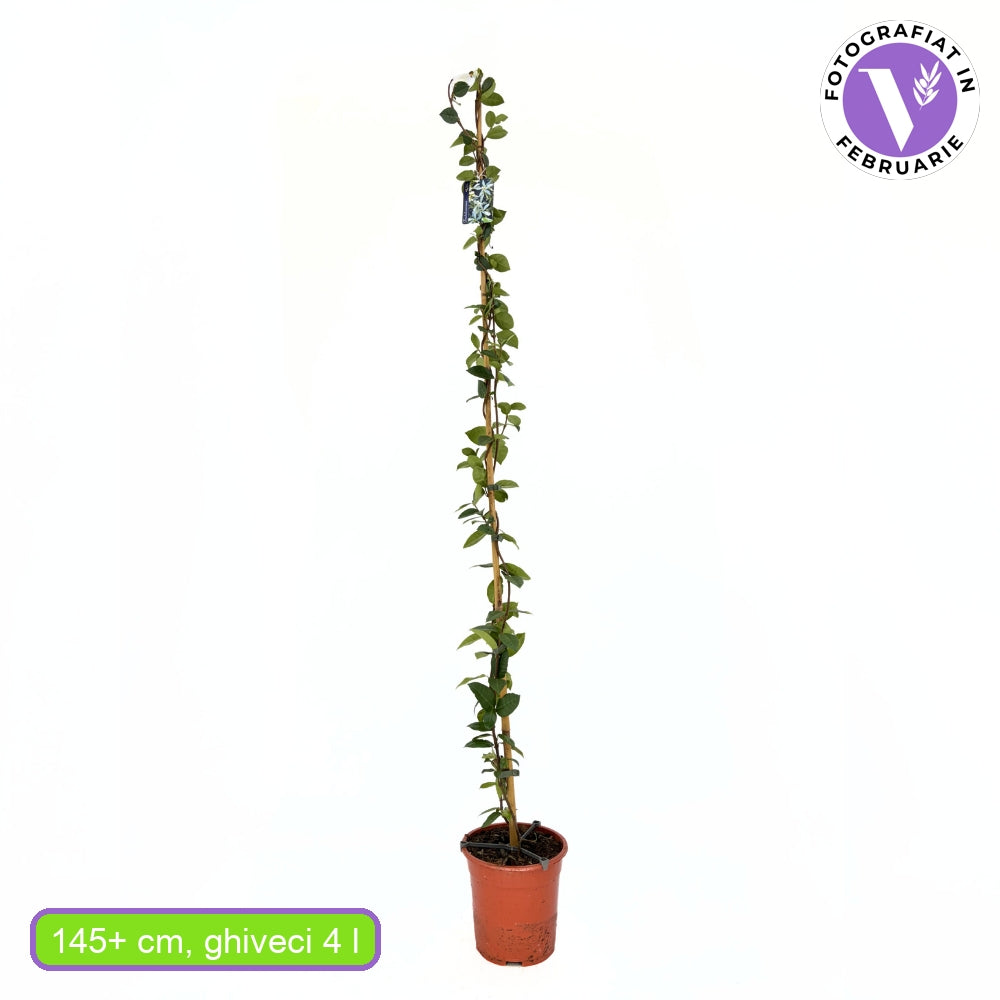 Csillagjázmin (Trachelospermum jasminoides), kúszónövény, erősen illatos fehér virágokkal, örökzöld levelekkel, gyors növekedésű, jól bírja a hideget
