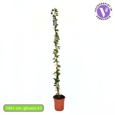 Csillagjázmin (Trachelospermum jasminoides), kúszónövény, erősen illatos fehér virágokkal, örökzöld levelekkel, gyors növekedésű, jól bírja a hideget