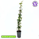 Csillagjázmin (Trachelospermum jasminoides), kúszónövény, erősen illatos fehér virágokkal, örökzöld levelekkel, gyors növekedésű, jól bírja a hideget