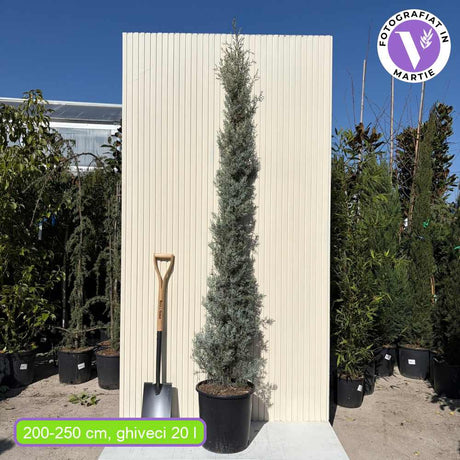 Arizonai ciprus 'Fastigiata' – Ezüstkék oszlop, mediterrán elegancia