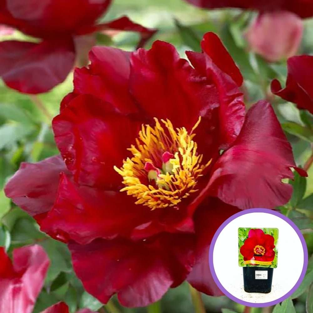 Itoh bazsarózsa ‘Scarlet Heaven’ (Paeonia), évelő növény sötétpiros virágokkal