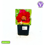 Itoh bazsarózsa ‘Scarlet Heaven’ (Paeonia), évelő növény sötétpiros virágokkal