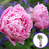Fás bazsarózsa (Paeonia suffruticosa), dísznövény rózsaszín virágokkal, látványos virágzás és finom illat