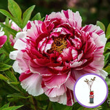 Kétszínű fás bazsarózsa (Paeonia suffruticosa), dísznövény rózsaszín és fehér virágokkal, látványos virágzás és finom illat