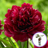 Bazsarózsa fa (Paeonia suffruticosa) sötétpiros virágokkal – látványos kerti dísznövény