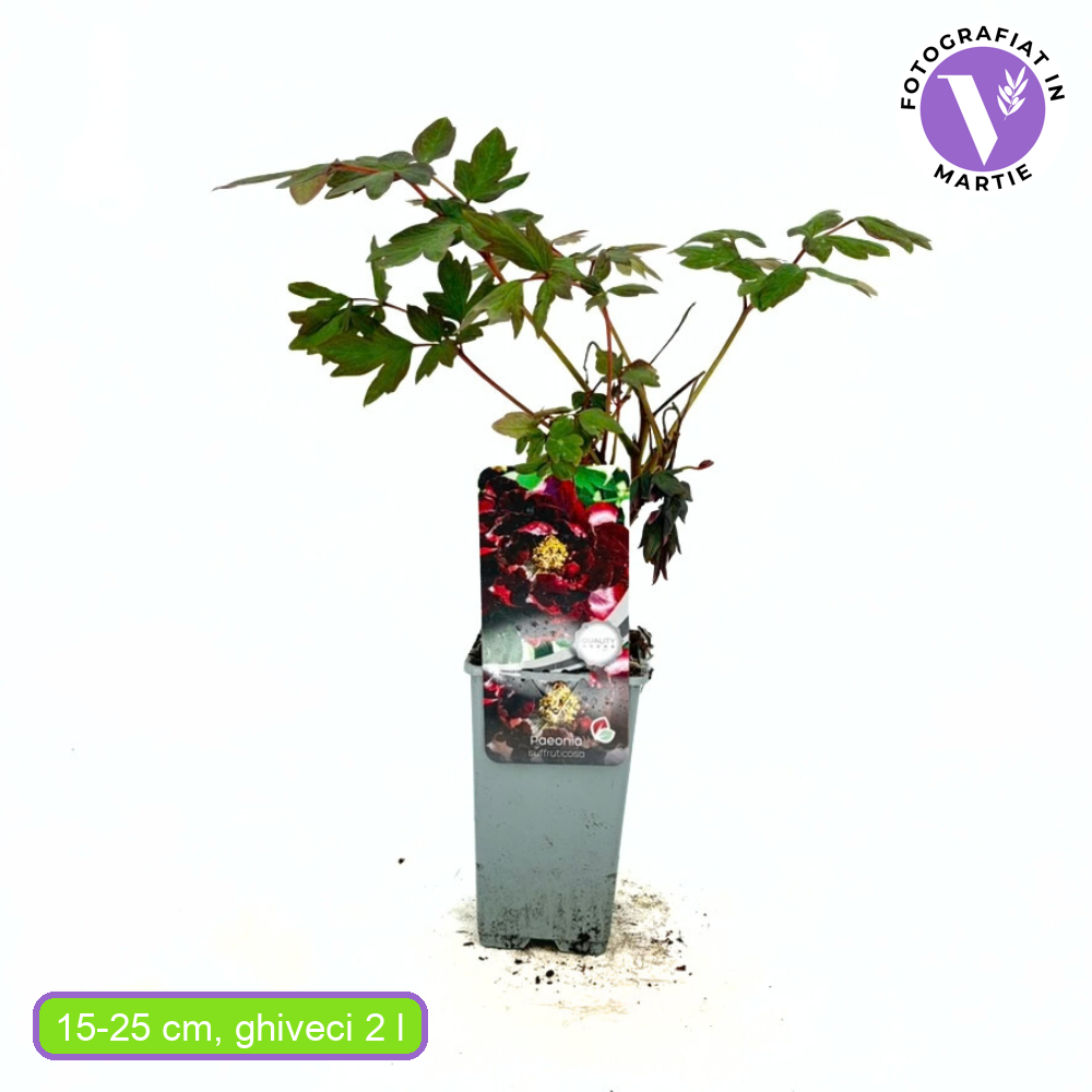 Bazsarózsa fa (Paeonia suffruticosa) sötétpiros virágokkal – látványos kerti dísznövény