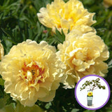 Fás bazsarózsa (Paeonia suffruticosa), dísznövény sárga virágokkal, látványos virágzás és finom illat