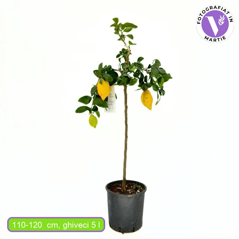 Citromfa (Citrus limon) – illatos, sárga gyümölcsű, önbeporzó, 110–120 cm