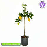 Citromfa (Citrus limon) – illatos, sárga gyümölcsű, önbeporzó, 110–120 cm