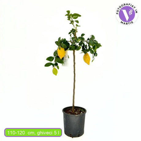 Citromfa (Citrus limon) – illatos, sárga gyümölcsű, önbeporzó, 110–120 cm