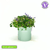 Lila harangvirág ‘Intense Purple’ (Campanula), évelő növény lila–ibolya virágokkal, hosszan virágzik, fagytűrő