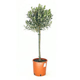 Európai olajfa Arbequina akklimatizált, 80 cm, télálló, könnyen gondozható, örökzöld, termő, mediterrán hatás, törzsmagasság 50 cm