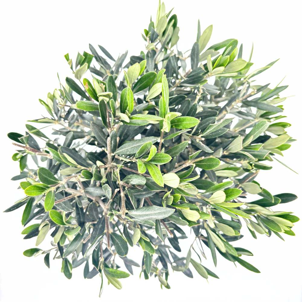 Európai olajfa Arbequina akklimatizált, 80 cm, télálló, könnyen gondozható, örökzöld, termő, mediterrán hatás, törzsmagasság 50 cm