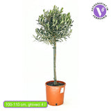 Európai olajfa Arbequina akklimatizált, 80 cm, télálló, könnyen gondozható, örökzöld, termő, mediterrán hatás, törzsmagasság 50 cm