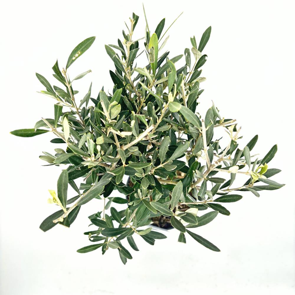Olajfa 'Arbequina' – télálló, örökzöld mediterrán gyümölcsfa, 60–70 cm