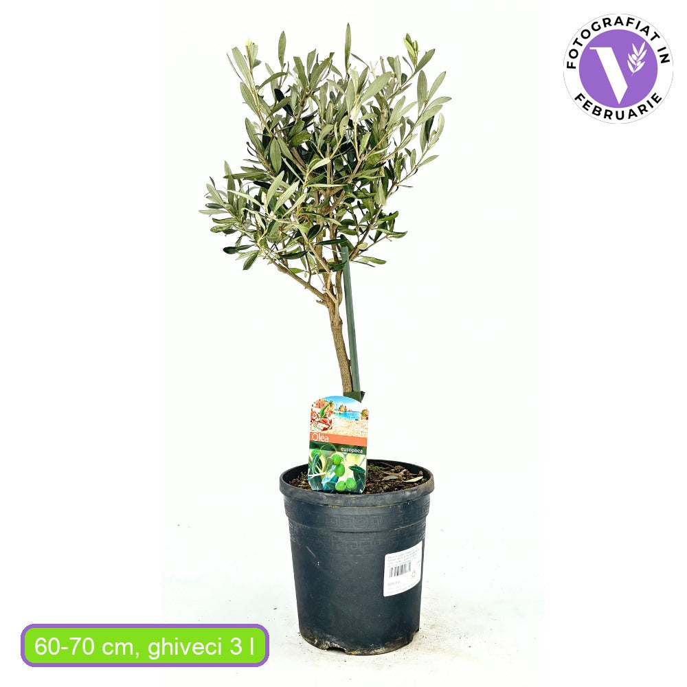 Olajfa 'Arbequina' – télálló, örökzöld mediterrán gyümölcsfa, 60–70 cm