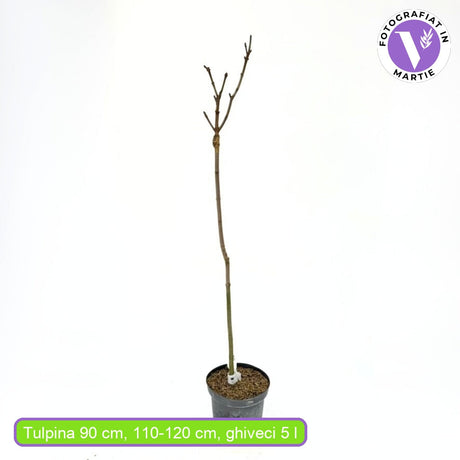 Gömb koronájú korai juhar Globosum (Acer platanoides), dekoratív gömb alakú koronával, kompakt növekedésű, fagytűrő