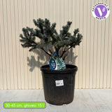 Törpe gömb lucfenyő Glauca Globosa (Picea pungens), kékes-ezüst tűlevelű, kompakt dísznövény