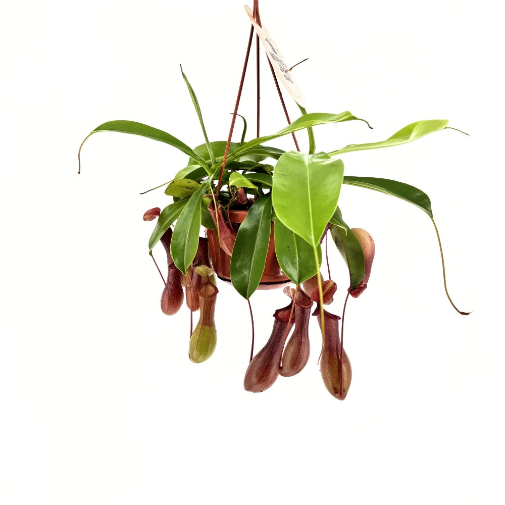 Húsevő növény (Nepenthes) 'Alata Monkey Jars' – egzotikus korsócsapda-növény beltérre – 20 cm