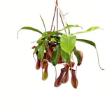 Húsevő növény (Nepenthes) 'Alata Monkey Jars' – egzotikus korsócsapda-növény beltérre – 20 cm