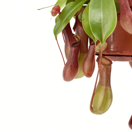 Húsevő növény (Nepenthes) 'Alata Monkey Jars' – egzotikus korsócsapda-növény beltérre – 20 cm