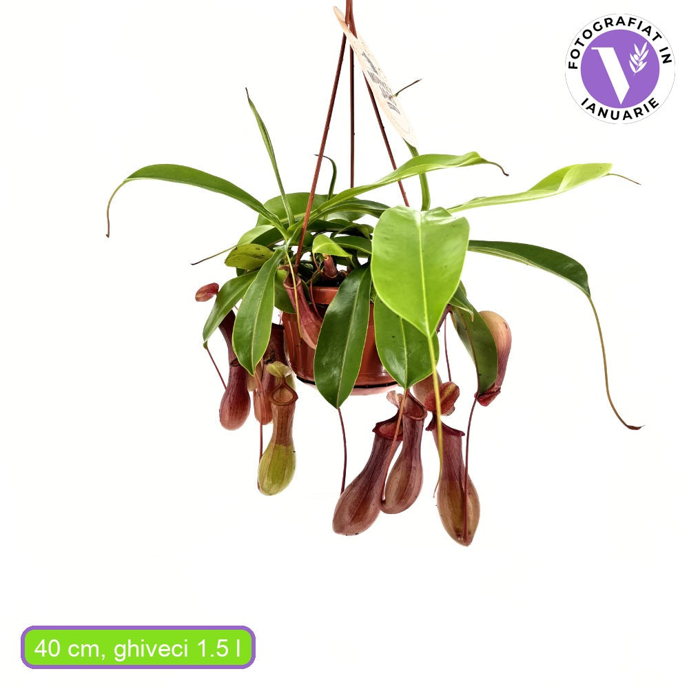 Húsevő növény (Nepenthes) 'Alata Monkey Jars' – egzotikus korsócsapda-növény beltérre – 20 cm