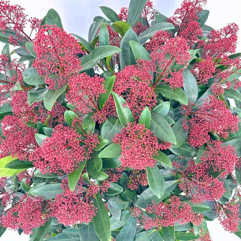 Liliac Japonez (Skimmia Perosa), arbust vesnic verde, flori parfumate si fructe decorative