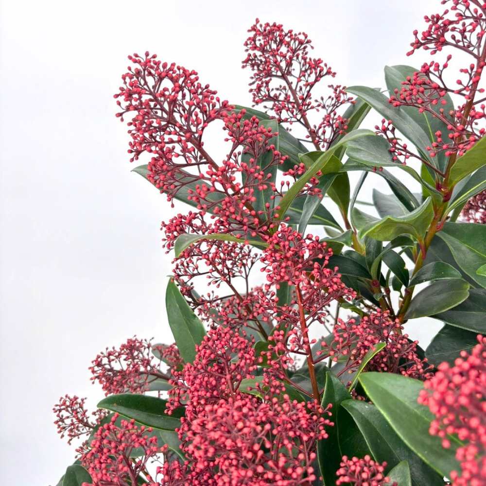 Liliac Japonez (Skimmia Perosa), arbust vesnic verde, flori parfumate si fructe decorative