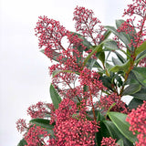 Liliac Japonez (Skimmia Perosa), arbust vesnic verde, flori parfumate si fructe decorative