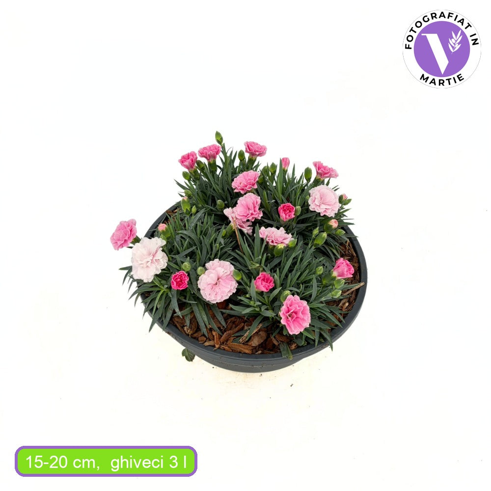 Tarka szegfű ‘I Love U’ – intenzív rózsaszín, halvány rózsaszín és fehér virágokkal, prémium, nagy méretű növény