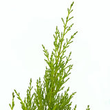 Chiparos de Lamaie Goldcrest Wilma, conifer decorativ auriu, forma piramidala, crestere compacta, rezistenta la taiere si parfum placut de lamaie