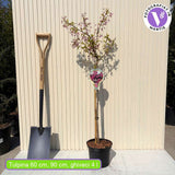 Japán díszcseresznye Okame (Prunus serrulata), tavasszal élénk rózsaszín virágokkal, gyors növekedésű