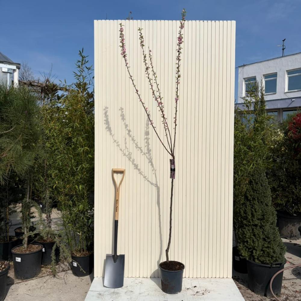 Törpe díszmandula Triloba (Prunus triloba), látványos, telt rózsaszín virágokkal, mérsékelt növekedésű