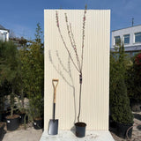 Törpe díszmandula Triloba (Prunus triloba), látványos, telt rózsaszín virágokkal, mérsékelt növekedésű