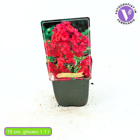 Lángvirág Phlox paniculata 'Star Fire' – intenzív korallpiros, illatos évelő
