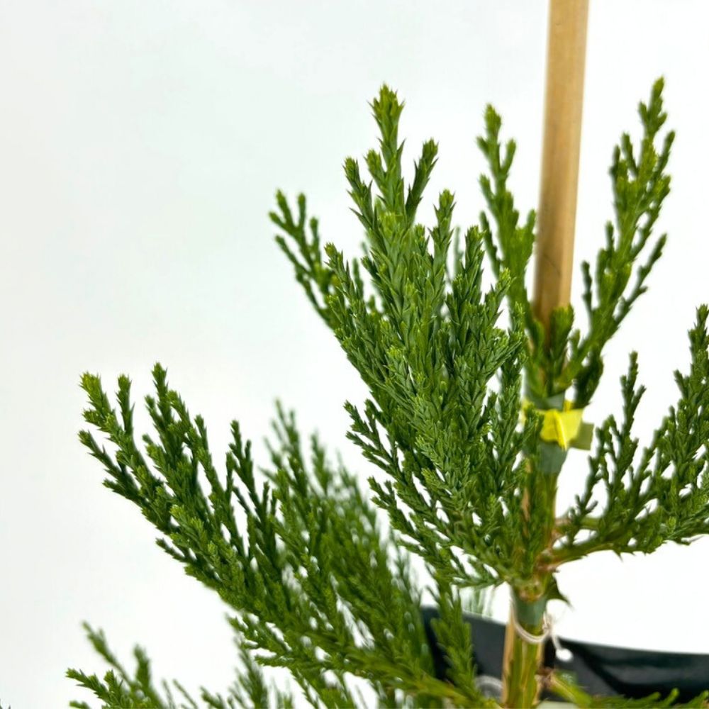 Arborele Mamut, Sequoia Healthy Mammoth Two (Sequoiadendron Giganteum), conifer cu ace verde-albastrui, aspect metalic usor, arbore decorativ urias, vesnic verde, coroana piramidala