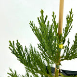 Arborele Mamut, Sequoia Healthy Mammoth Two (Sequoiadendron Giganteum), conifer cu ace verde-albastrui, aspect metalic usor, arbore decorativ urias, vesnic verde, coroana piramidala
