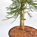 Arborele Mamut, Sequoia Healthy Mammoth Two (Sequoiadendron Giganteum), conifer cu ace verde-albastrui, aspect metalic usor, arbore decorativ urias, vesnic verde, coroana piramidala