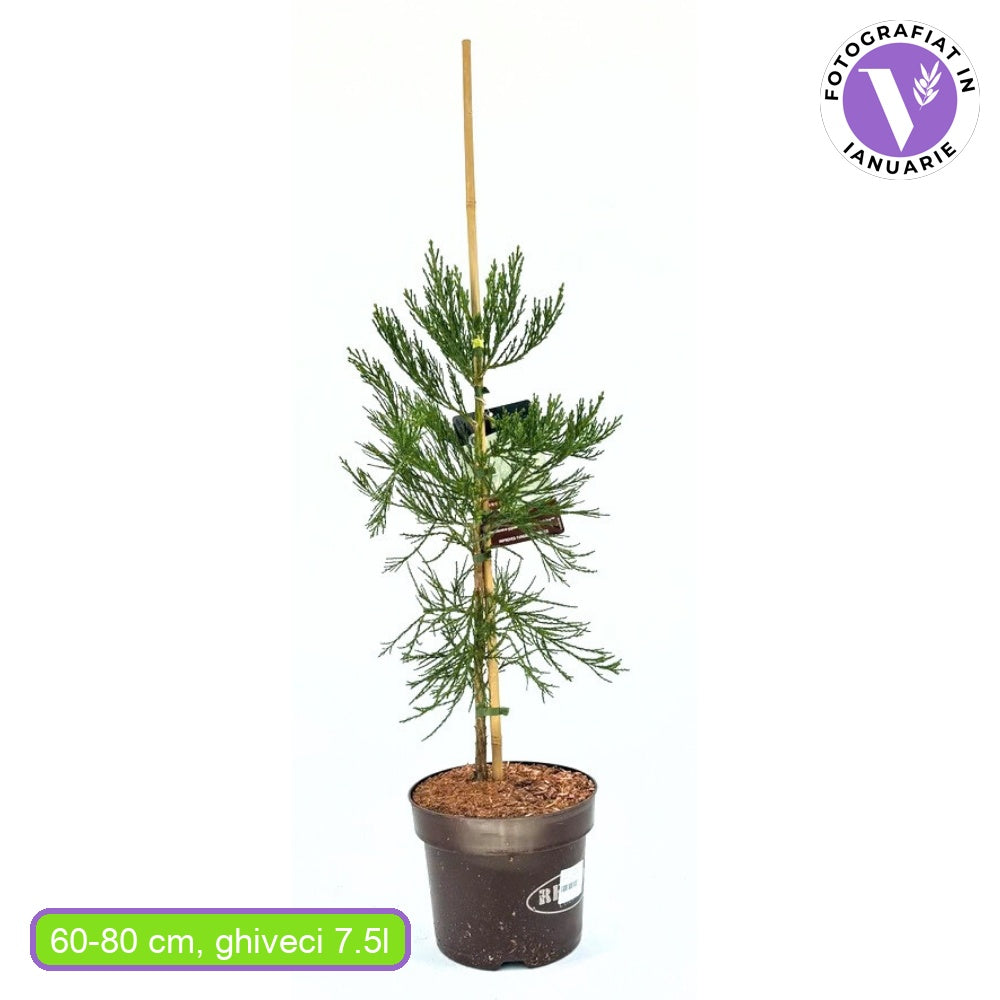Arborele Mamut, Sequoia Healthy Mammoth Two (Sequoiadendron Giganteum), conifer cu ace verde-albastrui, aspect metalic usor, arbore decorativ urias, vesnic verde, coroana piramidala