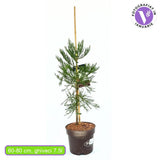 Arborele Mamut, Sequoia Healthy Mammoth Two (Sequoiadendron Giganteum), conifer cu ace verde-albastrui, aspect metalic usor, arbore decorativ urias, vesnic verde, coroana piramidala