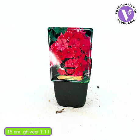 Lángvirág Phlox paniculata 'Tenor' – intenzív vörös-magenta virágú illatos évelő
