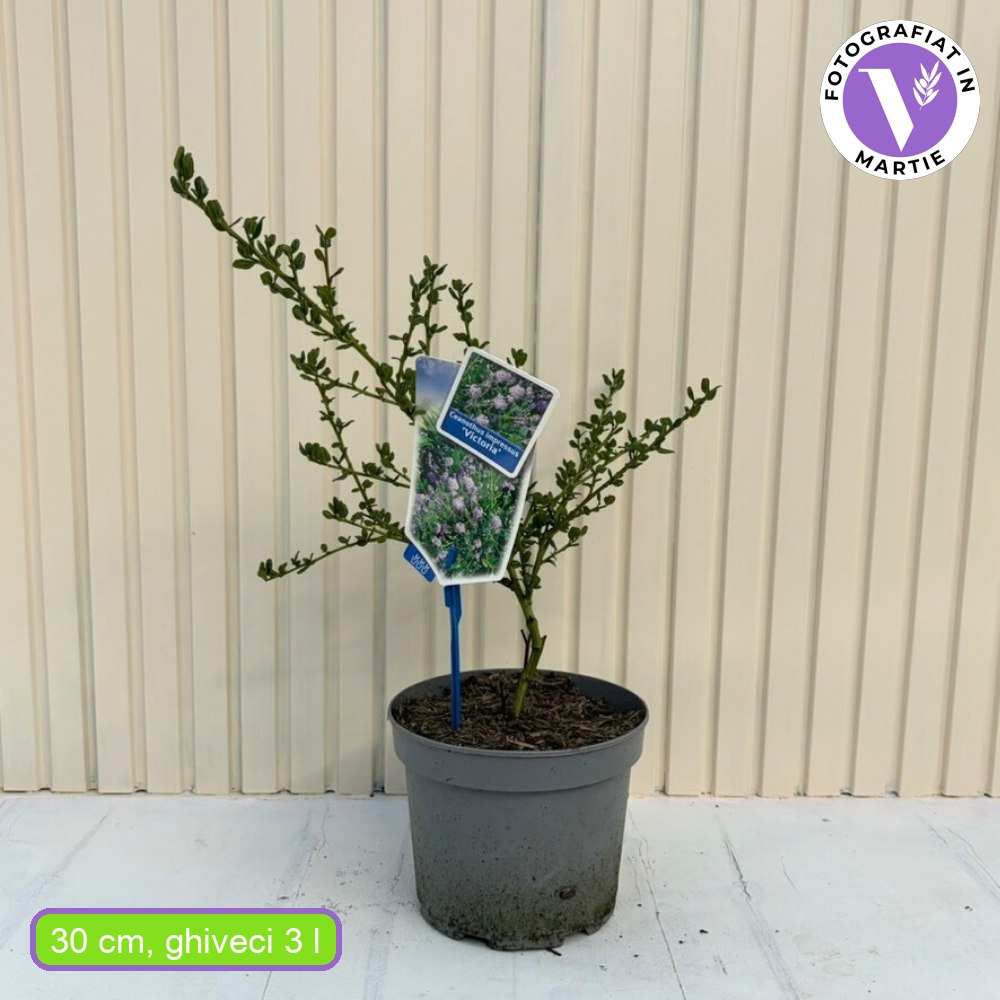 Kék kaliforniai orgona Victoria (Ceanothus impressus), kék virágokkal, örökzöld, sövénynek vagy szoliter növénynek is ideális