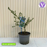 Kék kaliforniai orgona Victoria (Ceanothus impressus), kék virágokkal, örökzöld, sövénynek vagy szoliter növénynek is ideális