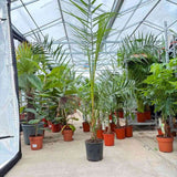 Palmier Curmal (Phoenix Canariensis), palmier canarian ornamental, frunze arcuite verzi, pentru terasa sau ghiveci
