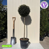Delavay-fagyal (Ligustrum delavayanum) – örökzöld díszfa, illatos virágokkal, fagytűrő