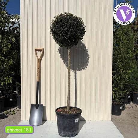 Delavay-fagyal (Ligustrum delavayanum) – örökzöld díszfa, illatos virágokkal, fagytűrő