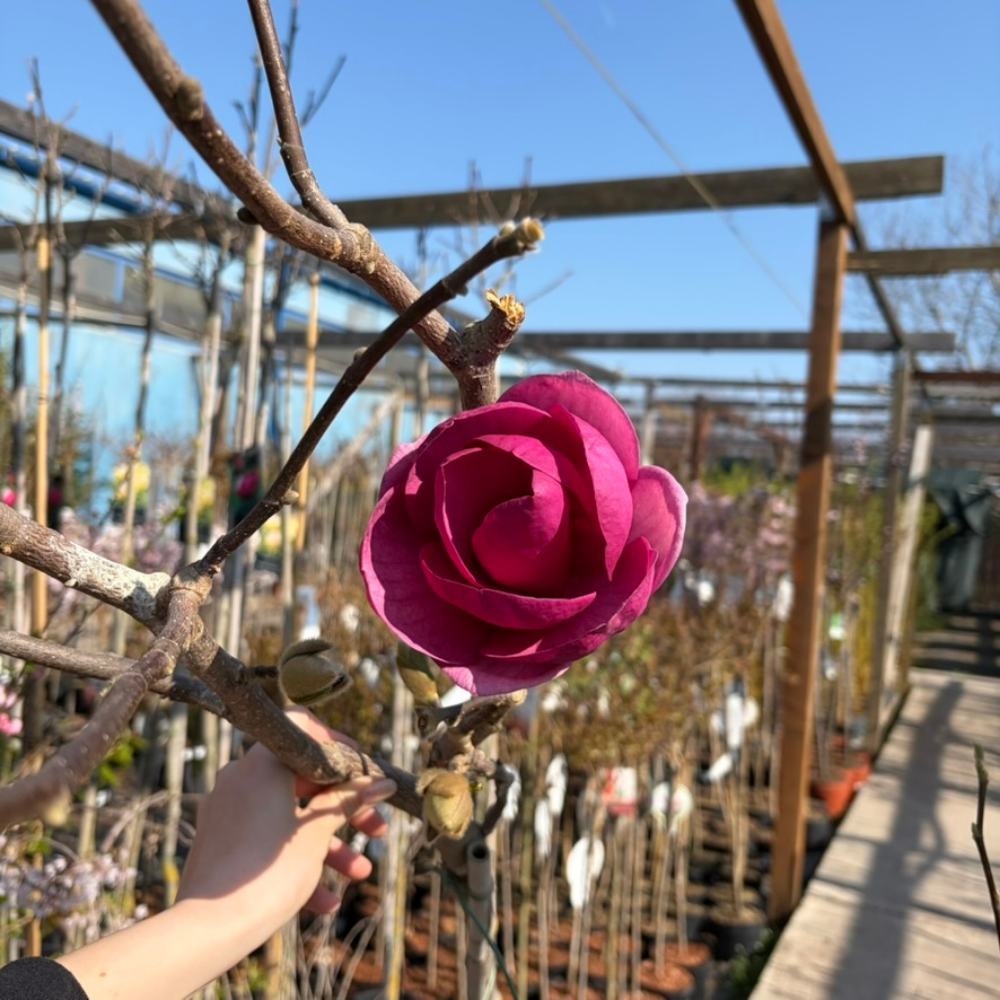 Magnólia Black Tulip, sötétlila tulipán formájú virágok, ritka fajta