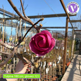 Magnólia Black Tulip, sötétlila tulipán formájú virágok, ritka fajta